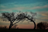 TOUCHING TREES