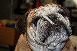 GONNA SMOKE?  NOT!!!!!!!!!!!!!!!!!!!!!!!!!!!!!