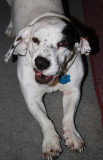 DIXIE