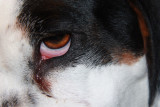 EYE OF DOG