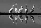 PELICAN REFLECTIONS