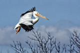 FLYING IN