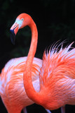 PINK FLAMINGO