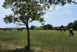 HORSES IN THE COUNTRY