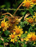 HAPPY BIRTHDAY, VIRGINIA!