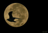 MORNING MOON
