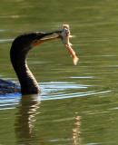 SUSHI, CORMORANT STYLE