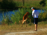 JUMPING GERMAN SHEPHERD