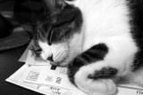 ZEKE - LAYING ON MY BILLS THAT I WAS GOING TO PAY BUT I GUESS I WONT NOW!