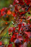 FALL BERRIES.....STRAIGHT OUTA THE CAM