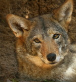 COYOTE