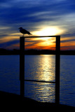 SEAGULL AT DUSK