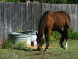 BACKYARD HORSE