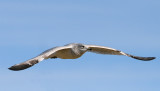 A GULL FOR ROBIN