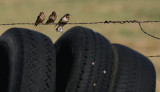 THREE BIRDS, THREE TIRES AND THREE NAILS