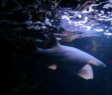 SHARK OVERHEAD