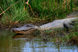 MR. GATOR