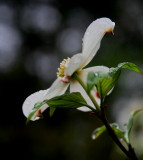 DOGWOOD BLOSSOM