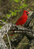 CARDINAL