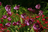 PURPLE TULIPS