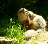 SCRATCHING FLEAS