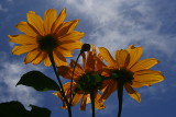 REACHING TOWARDS THE SUN