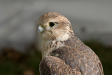 Perigrine Falcon (large image)