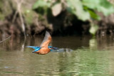 Kingfisher