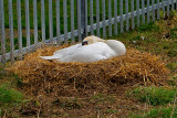 Swans nest