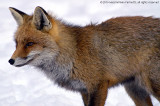 Vulpes vulpes