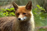 Vulpes vulpes