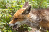 Vulpes vulpes