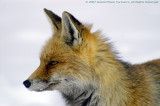 Vulpes vulpes