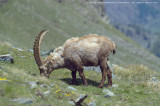 Capra Ibex