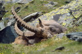Capra Ibex