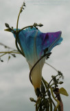 Morning Glory Torchiere