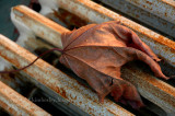 Copper Leaf