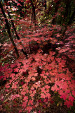 Fall_Color07-64-Edit.jpg