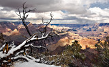 Grand Canyon - Snowy Branch