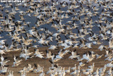 Snow Geese at Middle Creek #26