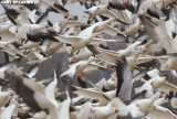 Snow Geese at Middle Creek #27