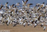 Snow Geese at Middle Creek #28