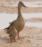 Mother Mallard and Duckling