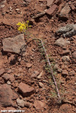 Camphorweed Along Hiking Trail