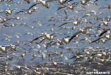 Snow Geese At Middle Creek #30
