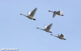 Tundra Swans At Middle Creek