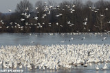 Snow Geese At Middle Creek #32