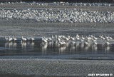 Snow Geese And Tundra Swans At Middle Creek