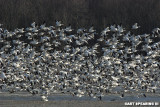 Snow Geese At Middle Creek #33