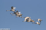 Tundra Swans At Middle Creek #2
